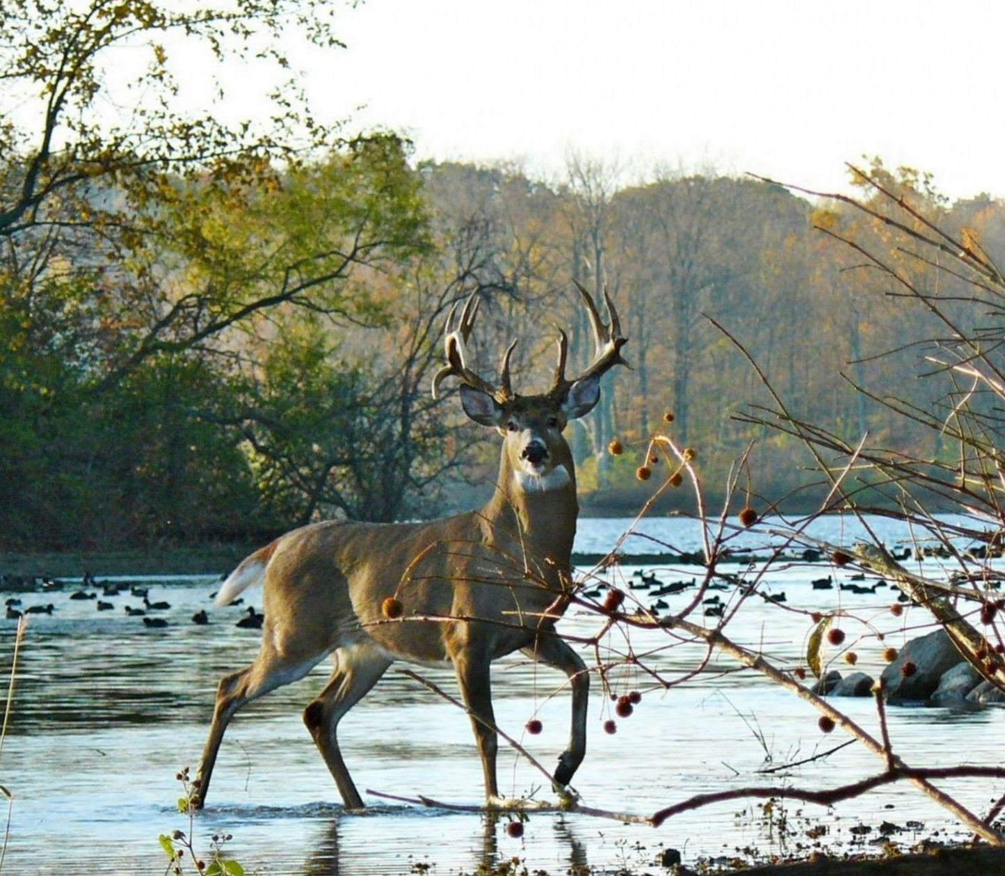 Big Buck Tumbler